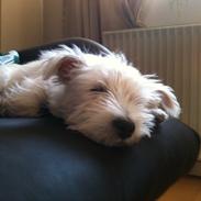 West highland white terrier Megan