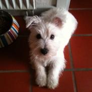 West highland white terrier Megan