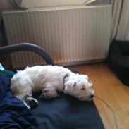 West highland white terrier Megan