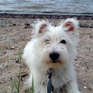West highland white terrier Megan