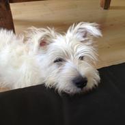 West highland white terrier Megan