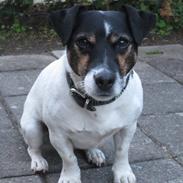 Jack russell terrier Frygtløs