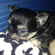 Chihuahua Chino