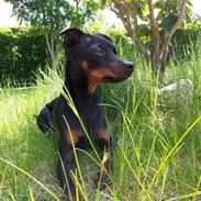 Prazsky krysarik Chuckie