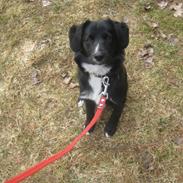 Blanding af racer Kom Så Nana