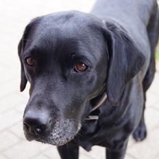 Labrador retriever Lady