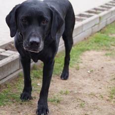 Labrador retriever Lady