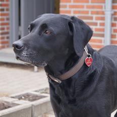 Labrador retriever Lady