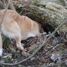 Blanding af racer Nemo <3 den bedste hund :D