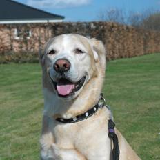 Blanding af racer Nemo <3 den bedste hund :D