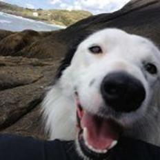 Border collie Spot - også kaldet Spotty