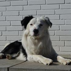 Border collie Spot - også kaldet Spotty