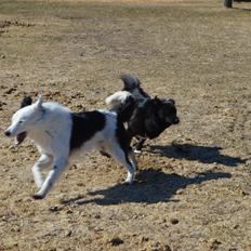 Border collie Spot - også kaldet Spotty