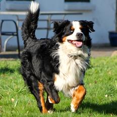 Berner sennenhund Anton