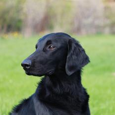 Flat coated retriever Tanima Flatcoats Bumble Bee | Beah