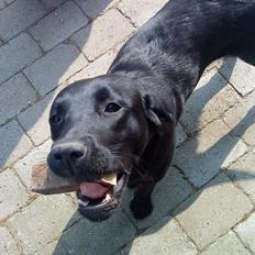Labrador retriever Blackie, min fætters hund.