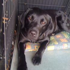 Labrador retriever Blackie, min fætters hund.