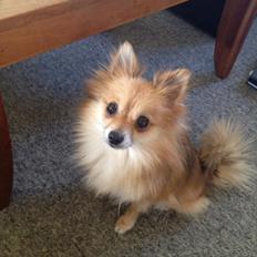 Pomeranian Foxy