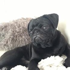 Mops Bentley