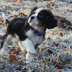 Cavalier king charles spaniel Pelle