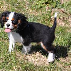 Cavalier king charles spaniel Pelle