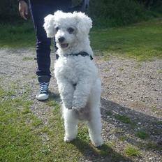Bichon à poil frisé Felix, naboens hund.