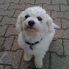 Bichon à poil frisé Felix, naboens hund.