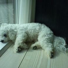 Bichon à poil frisé Felix, naboens hund.