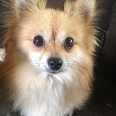 Pomeranian Foxy