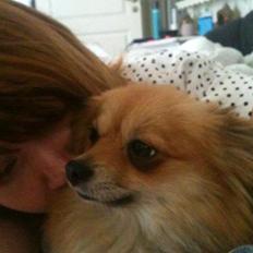 Pomeranian Foxy