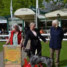 Ruhåret hønsehund Mika (Lillefisen)