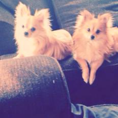 Blanding af racer Freddy