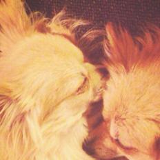 Blanding af racer Freddy