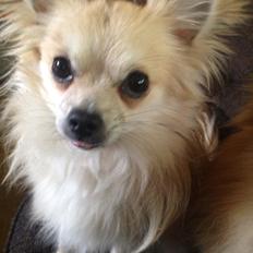 Blanding af racer Freddy