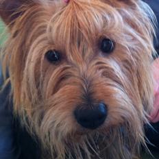 Australsk terrier Bølle