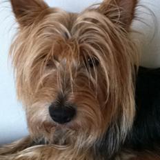 Australsk terrier Bølle