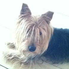 Australsk terrier Bølle