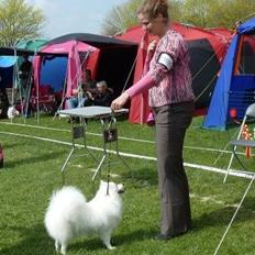 Japansk spids Molly (Bright- Night- Lady)