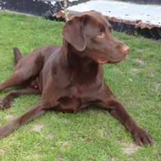 Labrador retriever Sjang