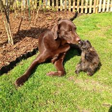 Labrador retriever Sjang