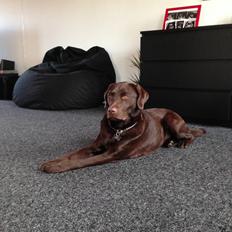 Labrador retriever Sjang