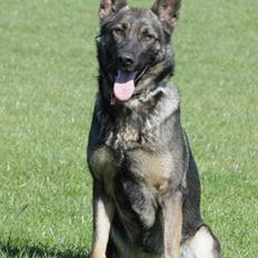 Schæferhund Studsdal Aida