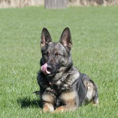 Schæferhund Studsdal Aida