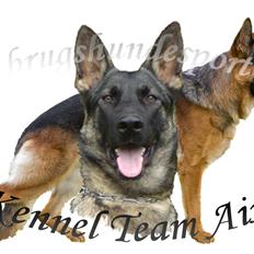 Schæferhund Studsdal Aida