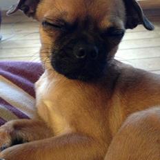 Blanding af racer Valter