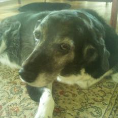 Blanding af racer Perle