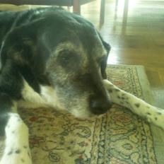 Blanding af racer Perle