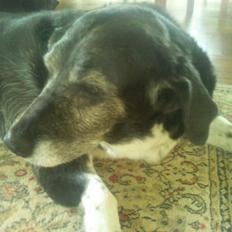 Blanding af racer Perle