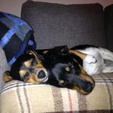 Blanding af racer Baily ( Puttepigen ) solgt