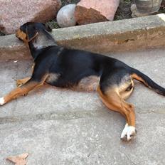 Blanding af racer Baily ( Puttepigen ) solgt